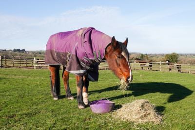 Bay horse eating hay in field